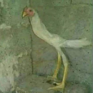 Meet your Posher, Ian kristoff